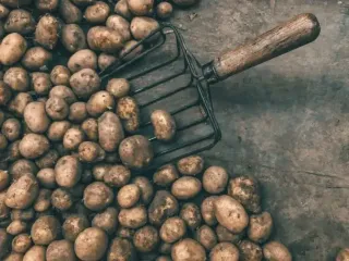 Підлийте це рідке добриво під картоплю в червні — і матимете по 13 кг урожаю з одного куща