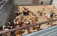Полиция Словакии разоблачила незаконный собачий питомник