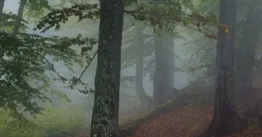 "Сердце охололо": мужчина сделал снимок в лесу, а потом увеличил масштаб (фото)