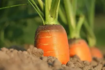 Какая подкормка делает морковь большой и сладкой: эксперты назвали "золотой" раствор