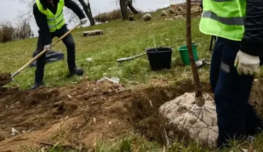 Від попелиці, від кліщів та для енергії: як підгодувати дерева на дачі апельсиновими кірками