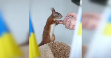 Спасенный из-под завалов белка Марс стал талисманом спасателей Сумщины: детали (фото, видео)