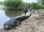 Весит около 100 килограммов: поляк поймал гигантского сома, которому более 50 лет (фото)