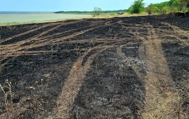 Огонь уничтожил заповедную зону: в Одесской области выгорела часть нацпарка (фото)