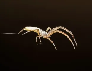 Странные "монстры" убивают добычу, покрывая ее токсичным шелком: ученые не ожидали такого