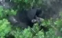 Occupier climbs into black bag before dying. VIDEO
