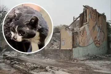 Дивовижний порятунок у Харкові: кішка Маруся вижила три дні під завалами