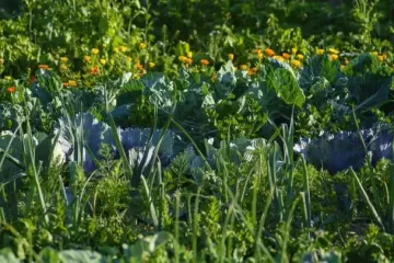 Перець, помідори й баклажани збиратимете відрами: які побутові відходи замінять суперфосфати