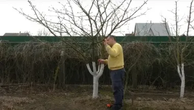 Вся семья будет несчастной: три дерева, которых нельзя рубить