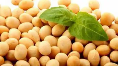 Export duty on soybeans, rapeseed to replenish state budget by UAH 7.3 bln – author of bill