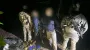 Пограничники сорвали ночное "путешествие в ластах" в Молдову