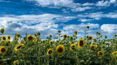 Украину снова прогреет до +30°, местами дожди