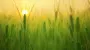 Agricultural crops areas in 2025 are no less than last year's 7.8 mln ha