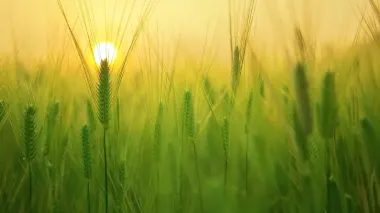 Agricultural crops areas in 2025 are no less than last year's 7.8 mln ha