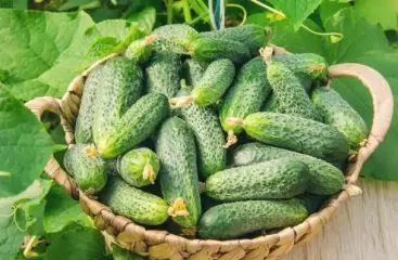 Как для хорошего урожая обрабатывать огурцы раствором молока и йода