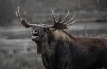 Посреди Киева горожане заметили двух лосей: появилось видео