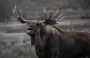Посреди Киева горожане заметили двух лосей: появилось видео