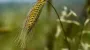 Farmers in 3 Ukrainian regions begin 2025 harvest, output lags 28% behind last year