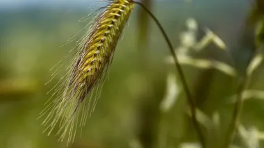 Farmers in 3 Ukrainian regions begin 2025 harvest, output lags 28% behind last year