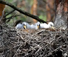 В Чернобыльской зоне заметили птенцов одного из самых загадочных видов Украины (фото)