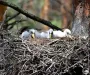 В Чернобыльской зоне заметили птенцов одного из самых загадочных видов Украины (фото)