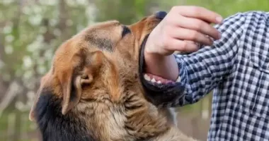 На Сумщині зростає кількість випадків сказу: вже 10 з початку року