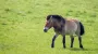 Russian mine kills endangered Przewalski’s horse in Ukraine's Chornobyl zone
