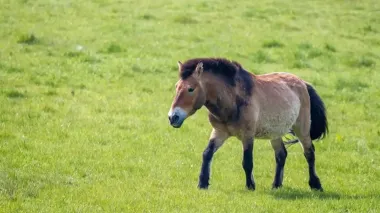 Russian mine kills endangered Przewalski’s horse in Ukraine's Chornobyl zone