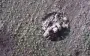 Russian soldier flips off Ukrainian drone camera, moments later, drone-dropped munition shreds him. VIDEO