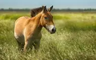 У зоні ЧАЕС на російській міні підірвався червонокнижний кінь