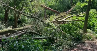 На Рівненщині буревій знищив тисячі дерев
