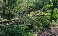 Буревій знищив понад 700 га лісу на Рівненщині