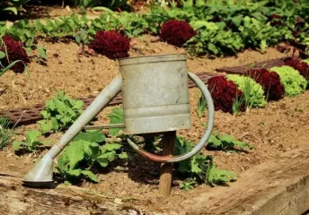 Робота на городі у спеку: про що потрібно пам'ятати