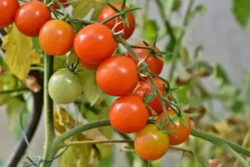 Почему желтеют листья помидоров и что нужно делать