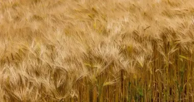 Пшениця в Україні стрімко дешевшає - чому