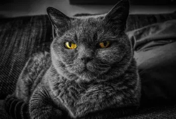 Агрессия у котов: японские ученые нашли научное объяснение, что на нее может влиять