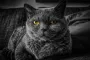 Агрессия у котов: японские ученые нашли научное объяснение, что на нее может влиять