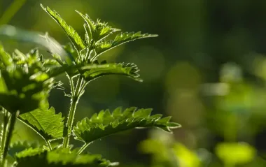 Украинская крапива не только пекла, но и берегла: для чего ее клали в постель младенцев