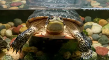 Какие животные могут дольше всего не дышать под водой: ученые дали ответ (фото)
