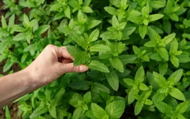 Это лучше любой химической обработки: 8 растений, которые отпугивают насекомых