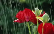 Україну накриють дощі та грози