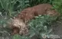 В Тернополе выбросили собаку с восьмого этажа: возбуждено уголовное дело
