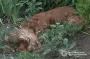 У Тернополі чоловік викинув свого собаку з 8 поверху: як його покарають