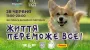 June 28: Emotional Support Charity Festival with Pets at Respublika Park Mall