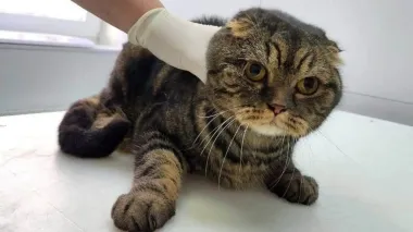 Cat who stayed under rubble for 10 hours rescued in Kyiv – photos