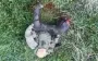 Occupier’s right leg was torn off by strike. VIDEO 18+