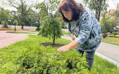 Природа чи саботаж? Чому в Харкові масово гинуть хвойні дерева і чи є шанс їх врятувати