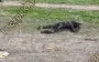 Special operations soldiers show battlefield after another Russian assault: bodies scattered across street. VIDEO