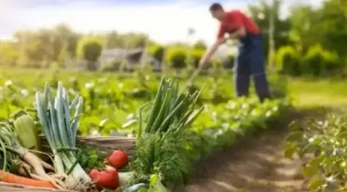 Что можно посадить в июле, чтобы успеть получить урожай к осени