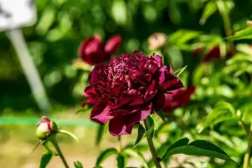 Что нужно делать с пионами после цветения: в следующем году будет еще больше бутонов